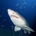 shark_tiger_sand_spar_v_0173_nca0180.jpg